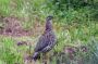 09MaunaLoaRoad - 13 * Kalij Pheasant - female